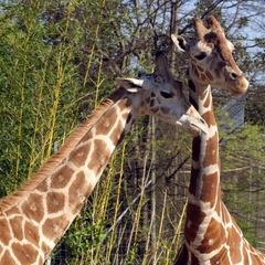 Girafa (Foto: SXC)