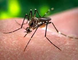 O mosquito Aedes aegypti  (Foto: James Gathany/PHIL, CDC)