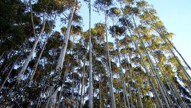 Floresta Árvore Crédito de carbono Meio ambiente Celulose Sustentabilidade (Foto: Shutterstock)