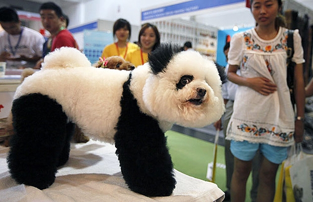 Poodle penteado como um panda é exibido na Pet Fair em Xangai (Foto: AP Photo)