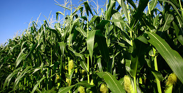 Agricultura Safra agrícola Milho Agronegócio (Foto: Getty Images)