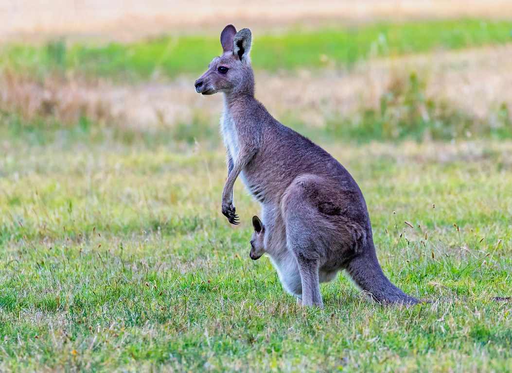 animal-wildlife-kangaroo-mammal-vertebra